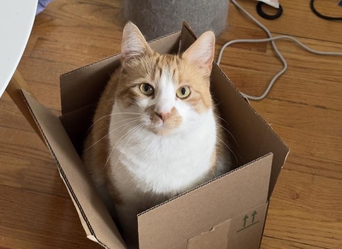 Luna, one of Tina's two cats and self-appointed office staff