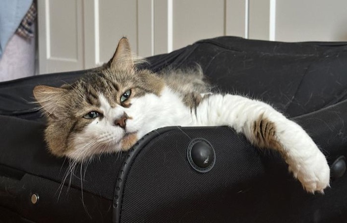 Link, the other of Tina's two cats